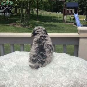 Oliver, Havapoo Puppy