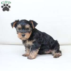 Jasper, Yorkie Puppy