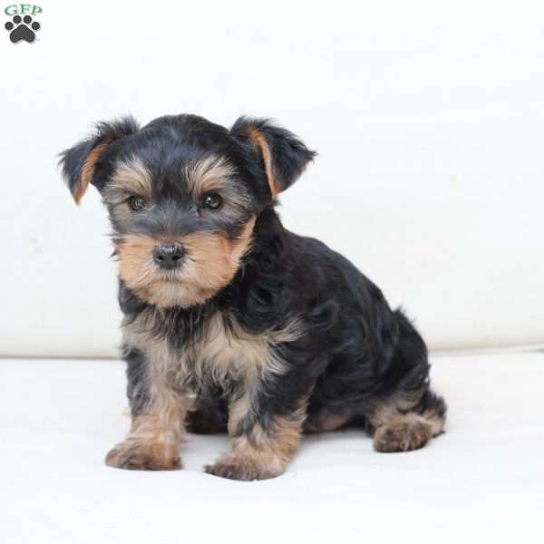 Jasper, Yorkie Puppy