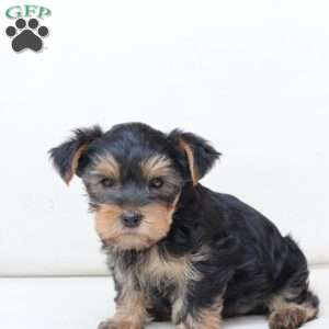 Jasper, Yorkie Puppy