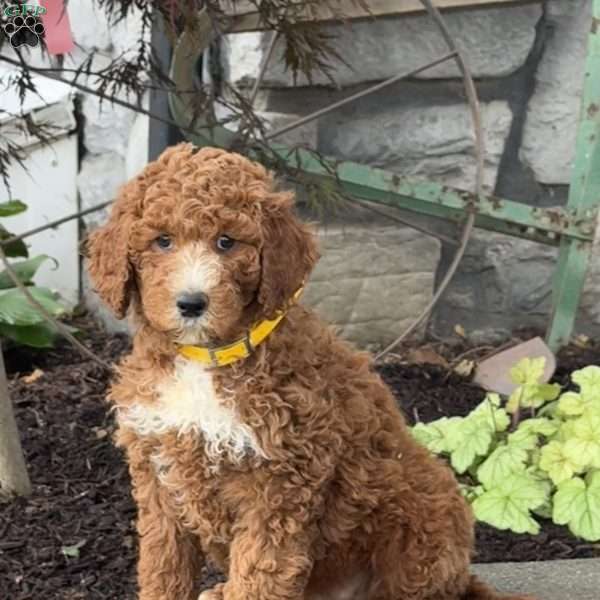 Dolly, Goldendoodle Puppy
