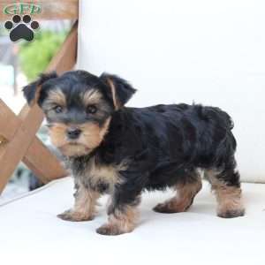 Jasper, Yorkie Puppy