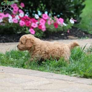 Nola, Cavapoo Puppy