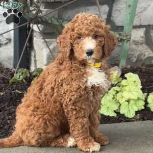 Dolly, Goldendoodle Puppy