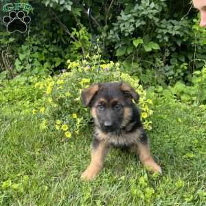 Milo, German Shepherd Puppy