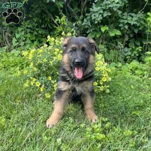 Milo, German Shepherd Puppy