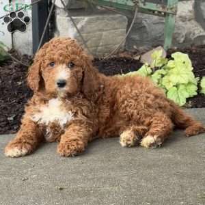 Dolly, Goldendoodle Puppy