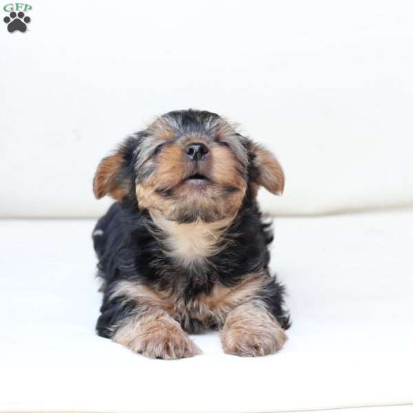 Cash, Yorkie Puppy