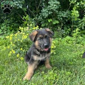 Milo, German Shepherd Puppy