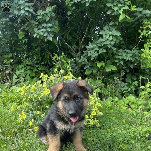 Milo, German Shepherd Puppy