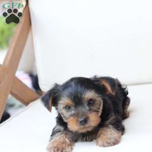 Cash, Yorkie Puppy