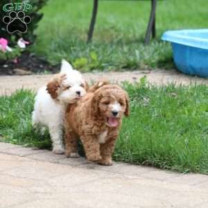 Harper, Cavapoo Puppy