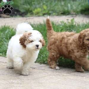 Turner, Cavapoo Puppy