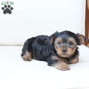Cash, Yorkie Puppy