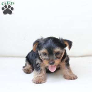 Cash, Yorkie Puppy