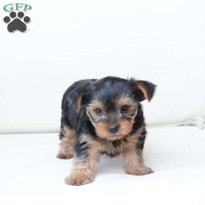 Cash, Yorkie Puppy