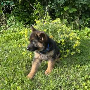 Odis, German Shepherd Puppy