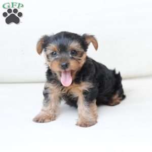 Cash, Yorkie Puppy