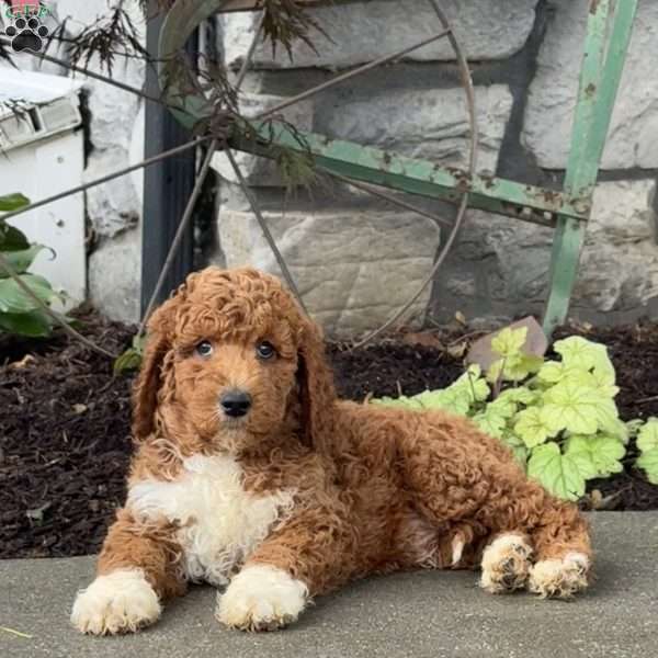 Duke, Goldendoodle Puppy