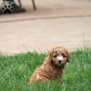 Harper, Cavapoo Puppy
