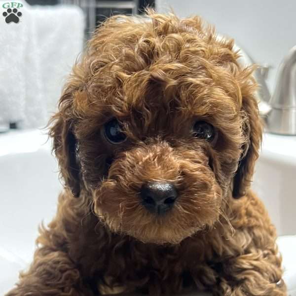 London Toy/Teacup, Toy Poodle Puppy