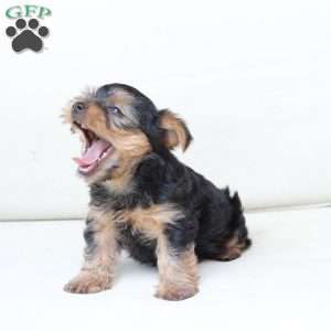 Cash, Yorkie Puppy