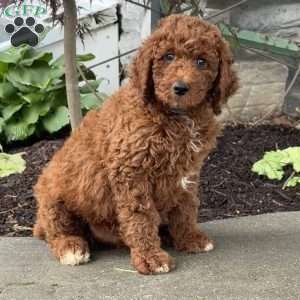 Dash, Goldendoodle Puppy