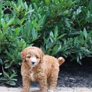 Harper, Cavapoo Puppy