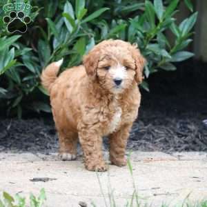 Harper, Cavapoo Puppy