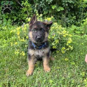 Odis, German Shepherd Puppy