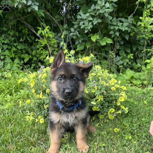 Odis, German Shepherd Puppy