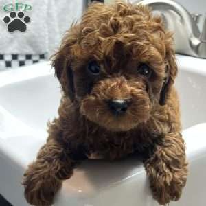 London Toy/Teacup, Toy Poodle Puppy