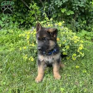 Odis, German Shepherd Puppy