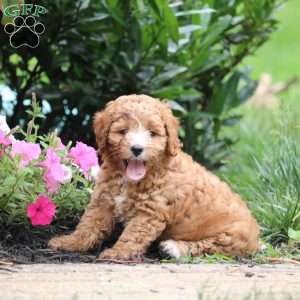 Harper, Cavapoo Puppy