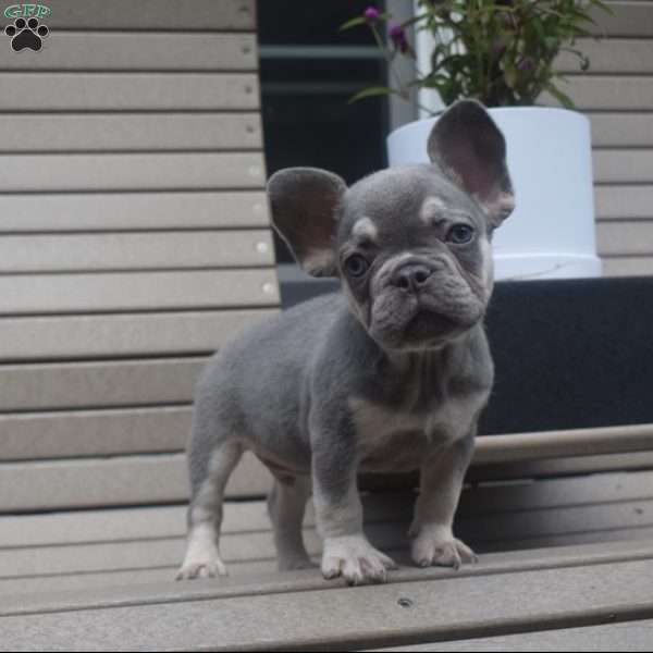 Milo, French Bulldog Puppy