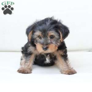 Arlo, Yorkie Puppy