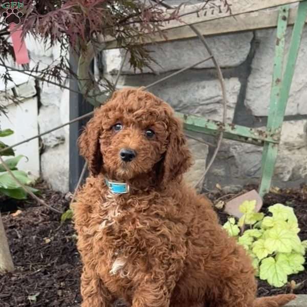 Dash, Goldendoodle Puppy