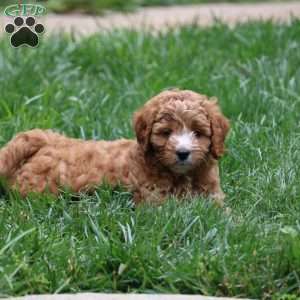 Harper, Cavapoo Puppy