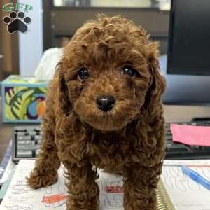 London Toy/Teacup, Toy Poodle Puppy