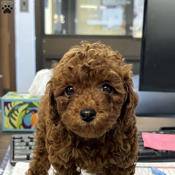 London Toy/Teacup, Toy Poodle Puppy