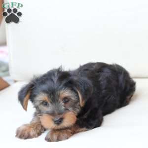 Arlo, Yorkie Puppy