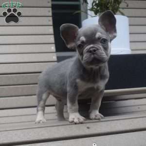 Milo, French Bulldog Puppy