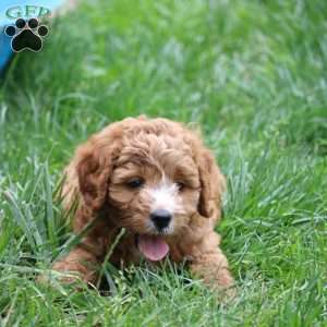 Harper, Cavapoo Puppy