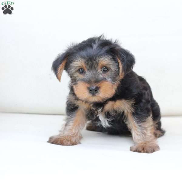 Arlo, Yorkie Puppy