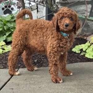 Dash, Goldendoodle Puppy