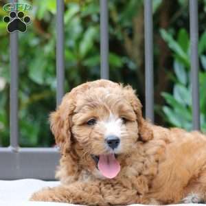 Harper, Cavapoo Puppy