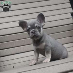 Milo, French Bulldog Puppy