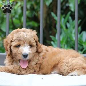 Harper, Cavapoo Puppy