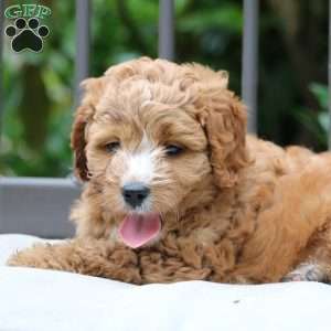 Harper, Cavapoo Puppy