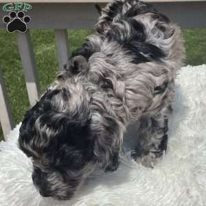 Parker, Havapoo Puppy